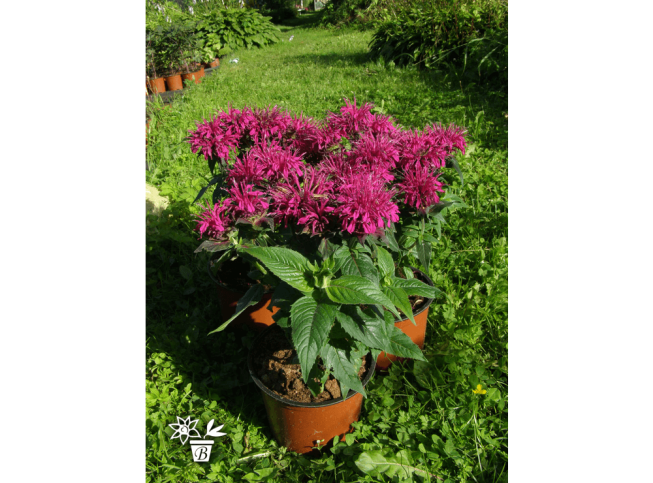 Monarda didyma   BALMY PURPLE = 'Balbalmurp'
